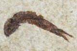 Small Fossil Fish (Knightia)- Wyoming #106948-2